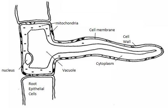Table of Organelles - Root Hair cell
