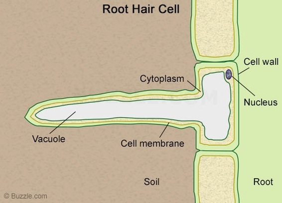 The diagram given represents a layer of epidermal cells showing fully grown root  hair Study the diagram and answer the questions that follow The root hair  cells in a turgid state Name